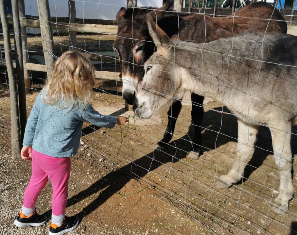 Atrakcje dla dzieci w Portimão quinta pedagogica farma edukacyjna ze zwierzętami