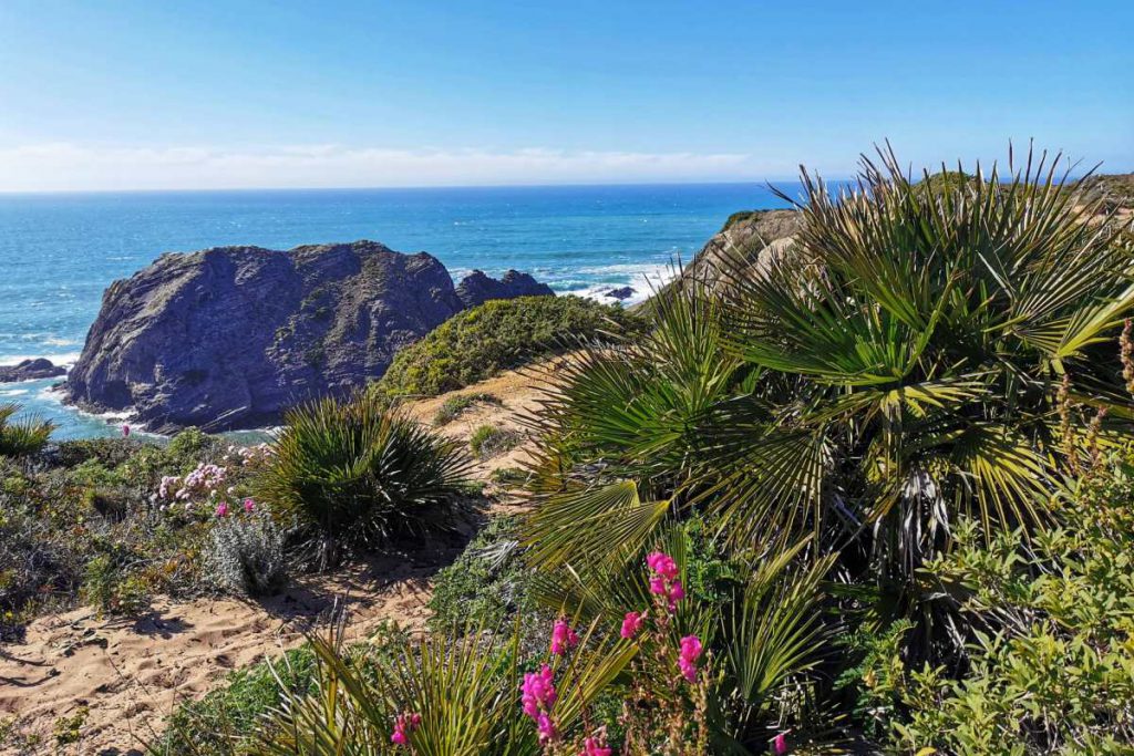 Pieszy szlak Rota Vincentina widok na ocean wiosna w Algarve 