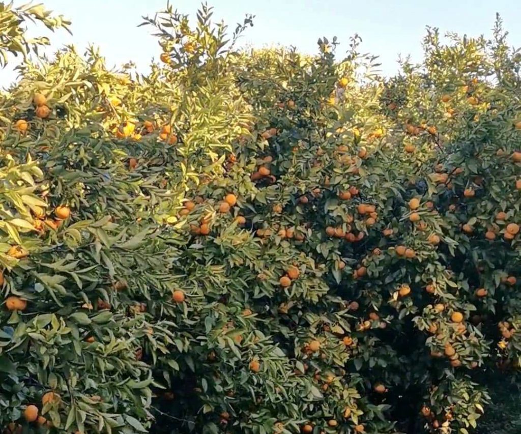 Algarve Portugalia z czego znane jest Silves stolica pomarańczy sady pomarańczowe
