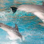Gdzie można zobaczyć delfiny w Algarve?