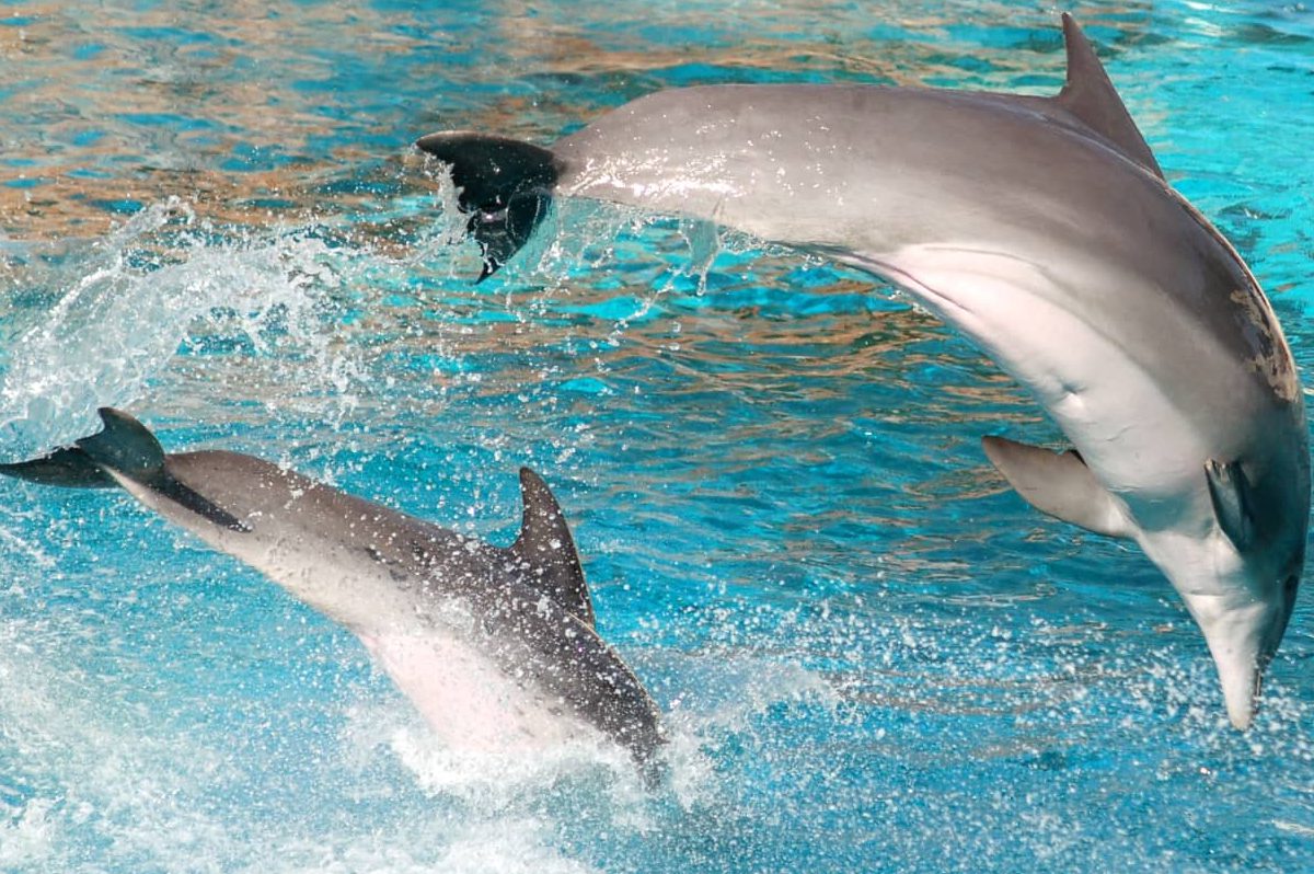 Read more about the article Gdzie można zobaczyć delfiny w Algarve?