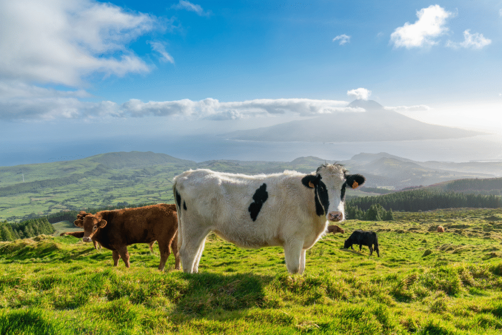 Najpiekniejsze miejsca Portugalii - Azory