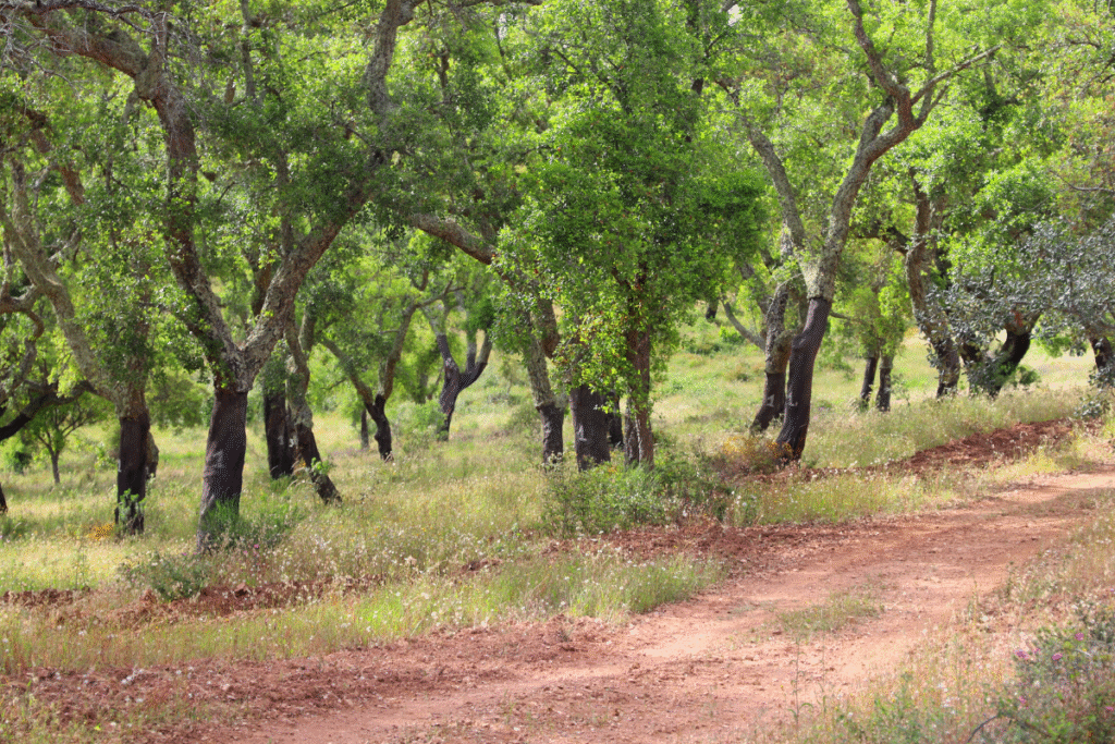 Las korkowy montado w Algarve i Alentejo w Portugalii