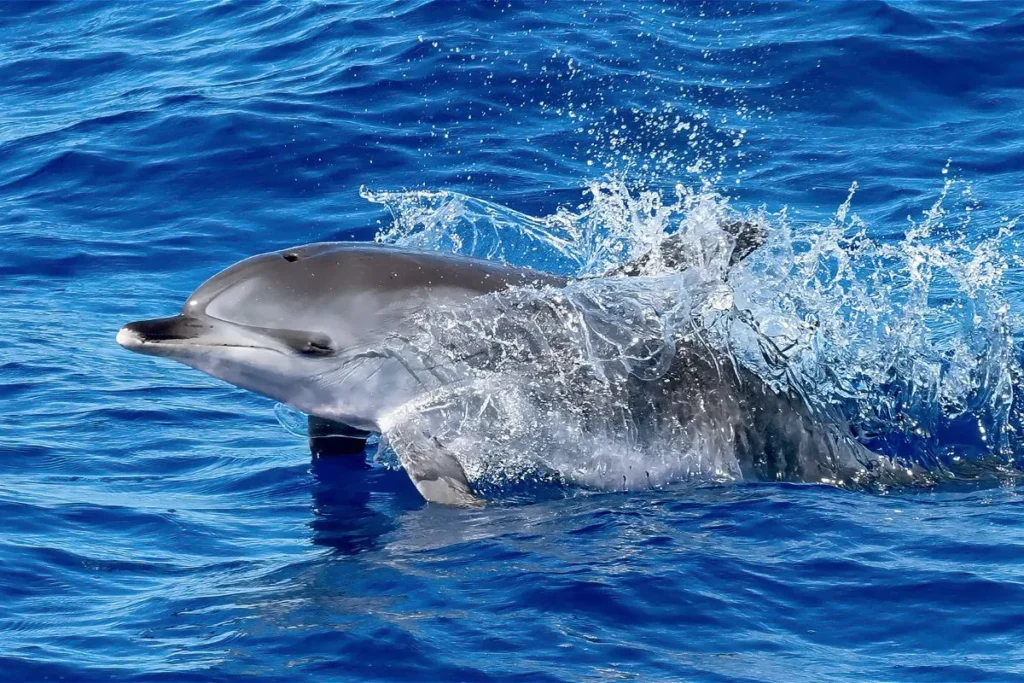 Dziki delfin pospolity obserwowany podczas rejsu na delfiny z Portimão w Algarve